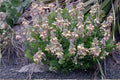 Goats Rue Seeds 10 Pack | Native Prairie Plant with Purple and Cream Flowers | Tephrosia virginiana