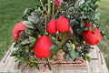 Red Pomelo Citrus Seeds - 10 Pack, Citrus paradisi, Evergreen Fruit Tree for Garden & Potting