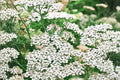 Western Yarrow Seeds 500 Achillea millefolium occidentalis Native Wildflower Drought Tolerant Pollinator Plant