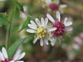 100 Calico Aster Seeds Symphyotrichum lateriflorum Native Wildflower Pollinator Garden