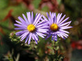 Aromatic Aster Seeds – Heirloom Non-GMO Wildflower for Pollinator Gardens – Symphyotrichum oblongifolium, Native Late-Season Blooms