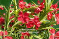 Red Oleander Cuttings - 7 Live Unrooted Nerium Oleander Evergreen Shrub for Garden, Hedge, Landscape