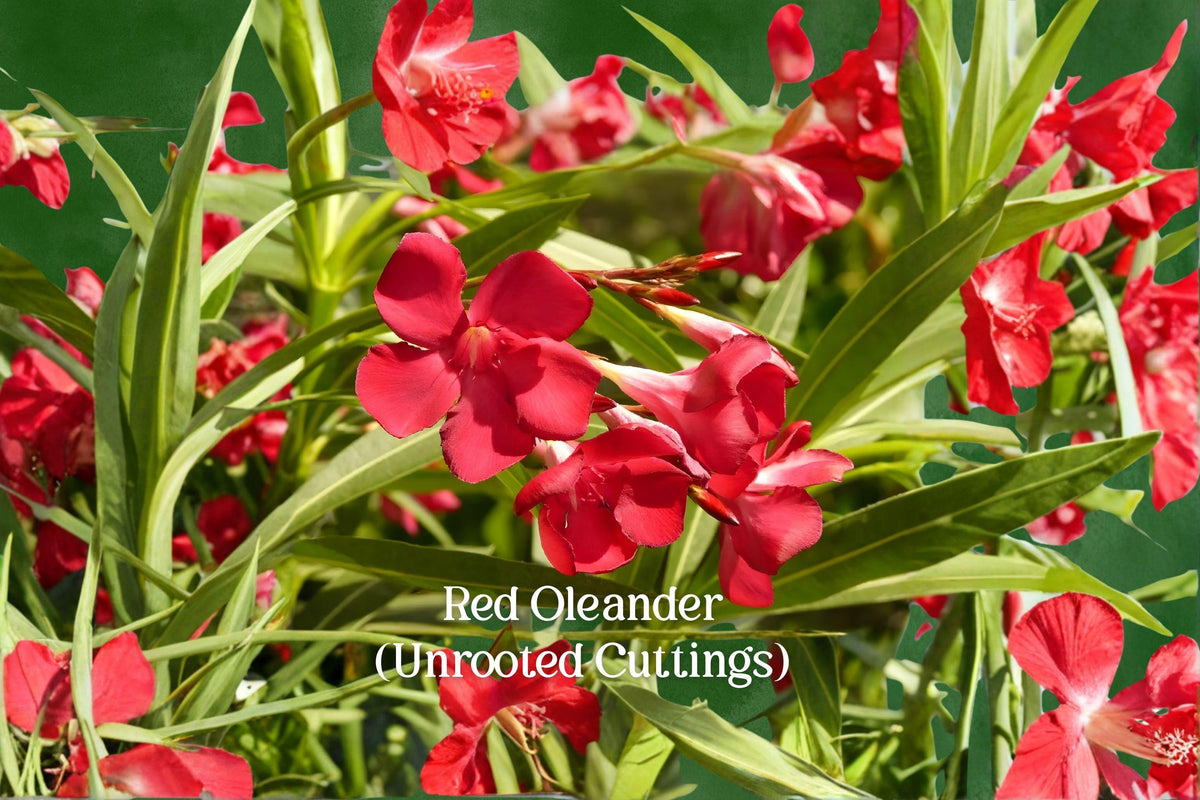Red Oleander Cuttings - 7 Live Unrooted Nerium Oleander Evergreen Shrub for Garden, Hedge, Landscape