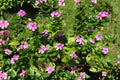 Madagascar Periwinkle Seeds Catharanthus Roseus Non-GMO Annual Flower for Garden Beds, Borders, Containers