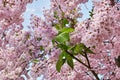 Empress Tree Seeds, Fast Growing Paulownia tomentosa, Ornamental Shade Tree, Lavender Purple Flowers, Non-GMO Royal Princess