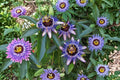 Passiflora edulis Seeds – Purple Granadilla Tropical Vine, Edible Passion Fruit, Ornamental Flowers, Climbing Plant for Garden and Container