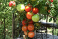 Siberian Tomato Seeds, Heirloom, Cold Hardy, Early Red Tomato, Non-GMO Vegetable Garden Plant, Solanum lycopersicum
