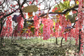 Koshu Grape Vine Live Plant 2-3 FT Vitis vinifera Japanese Table Grape Climbing Vine