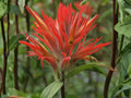 300 Seeds Giant Red Indian Paintbrush Heirloom Wildflower Garden Planting