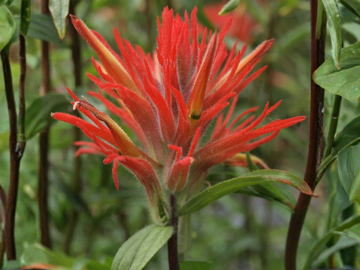 300 Seeds Giant Red Indian Paintbrush Heirloom Wildflower Garden Planting