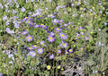 100 Tahoka Daisy Seeds - Purple Blooms, Drought Tolerant Wildflower, Pollinator Garden Planting Seeds, Machaeranthera tanacetifolia