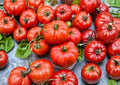 Beefsteak Tomato Seeds, Heirloom Non-GMO, Large Juicy Slicing Tomato, Solanum Lycopersicum, Vegetable Garden Planting Seeds