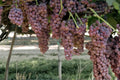 Gum Drop Grape Vine Live Plant 1-2 FT Vitis vinifera Fruitful Climbing Vine for Garden or Vineyard
