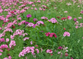 200+ Sweet William Seeds, Dianthus barbatus, Heirloom Non-GMO Perennial, Fragrant Mixed Color Flower Seeds for Garden Borders