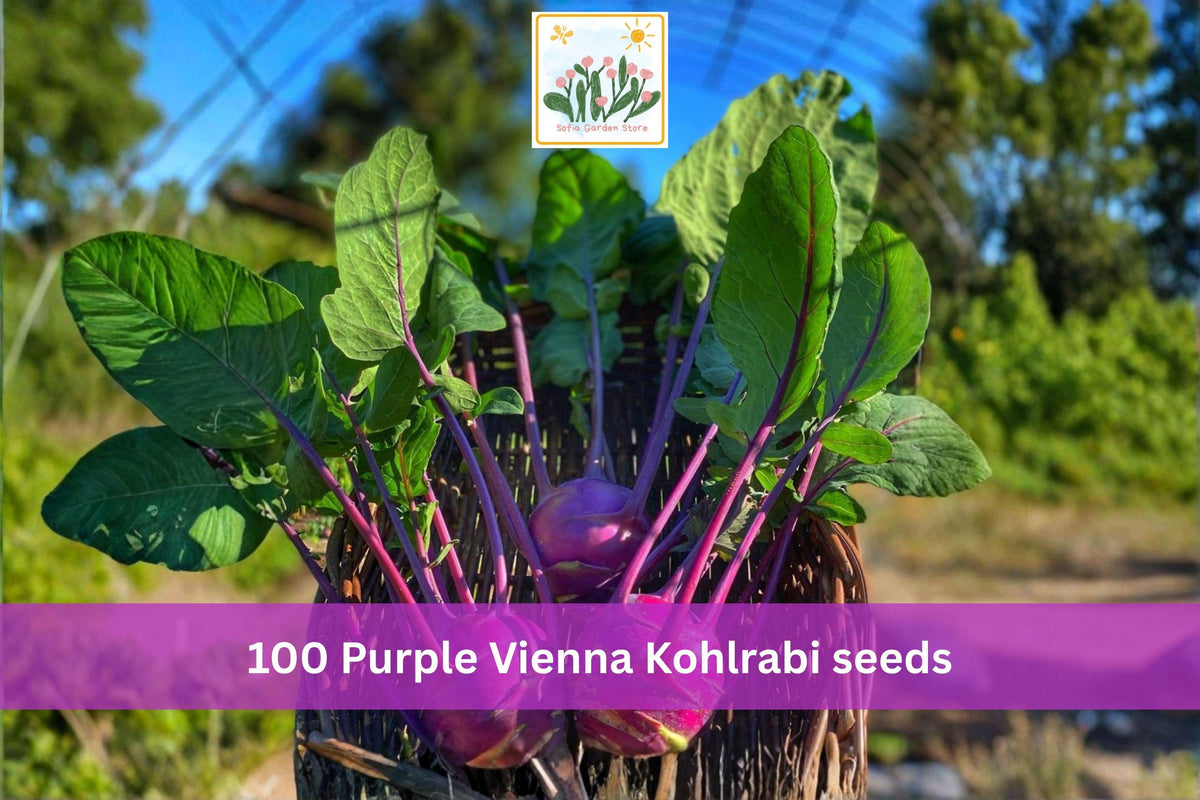 100 Seeds Purple Vienna Kohlrabi Heirloom Brassica Vegetable Garden Planting