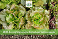 1000 Seeds Bronze Mignonette Butterhead Lettuce