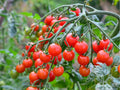 Red Cherry Tomato Seeds – 30 Count, Small Salad Variety, Solanum lycopersicum