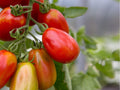 Roma Tomato Seeds – 30 Count, Paste Sauce Variety, Solanum lycopersicum, Compact Plants for Cooking & Canning