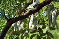 Chinese Honeylocust Seeds | Gleditsia sinensis | Soap Bean Tree | Ornamental & Medicinal Plant | 10 Seeds