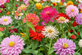 Cactus Flowered Zinnia Seeds Spring Mix, Colorful, Heat & Drought Tolerant, Zinnia elegans, Cut Flower Garden, Bright Blooms