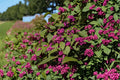Beautyberry Live Plants Bare Root 12-18" Purple Berry Shrub Callicarpa americana for Garden Landscaping