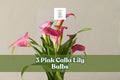 Pink Calla Lily Bulbs - 3 Pack Zantedeschia rehmannii - Elegant Soft Pink Trumpet Flowers for Garden & Indoor Décor