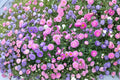 Powder Puff Aster Seeds Rainbow Mix Chrysanthemum-Style Fluffy Blooms for Cut Flowers & Garden Displays