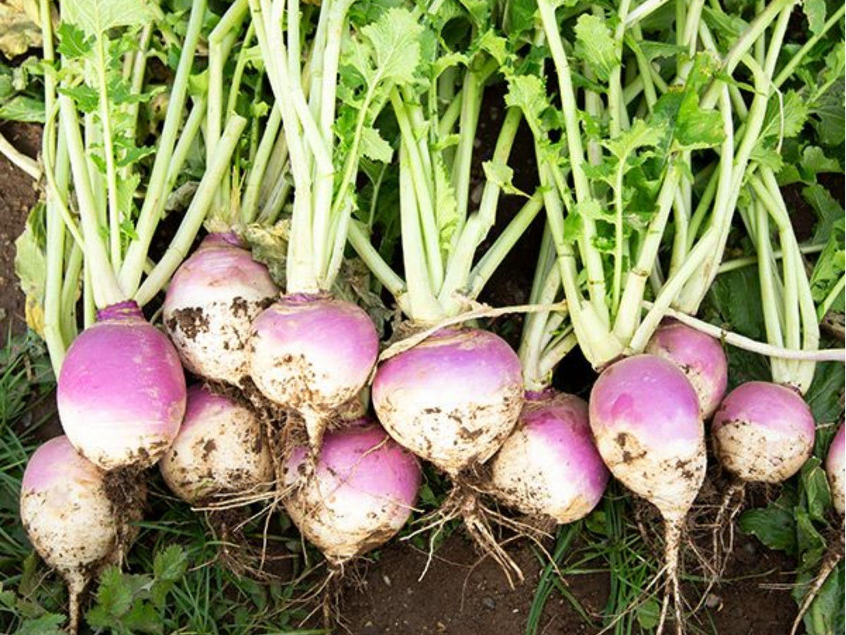 Purple Top White Globe Turnip Seeds – 500 Non-GMO Brassica rapa for Roots & Greens, Cool-Season Vegetable