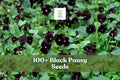 Black Pansy Seeds – Viola × wittrockiana – Dark Purple Flower for Garden Beds, Borders & Containers