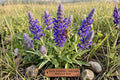 Blue Sage Seeds (Salvia farinacea) – 100 Pack, Pollinator-Friendly, Easy to Grow, Heat Tolerant, Flowering Border & Container Plant