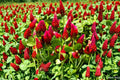Crimson Clover Seeds Non-GMO Cover Crop for Pollinator Gardens, Soil Health, Trifolium incarnatum