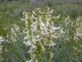 Woolly Milkvetch Seeds – Native Prairie Wildflower, Heirloom, Non-GMO, Astragalus drummondii, Drought-Tolerant, Rock Garden Plant