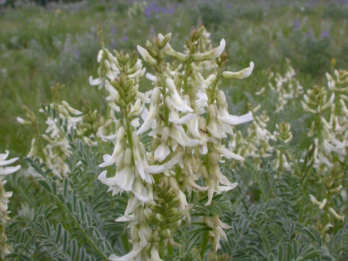 30 Woolly Milkvetch Seeds Astragalus mollissimus Native Wildflower Prairie Garden