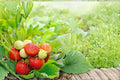 Honeoye Strawberry Plants 20 Bare Root Starts | Fragaria × ananassa Fruit Plants for Garden & Container