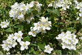 Mock Orange Shrubs 12-18" Tall, Fragrant White Blooms, Philadelphus coronarius, Ornamental Garden Plants