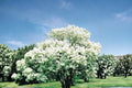 Snowball Bush Live Plant - 2ft Tall Viburnum opulus 'Roseum' White Flowering Shrub for Garden Landscape
