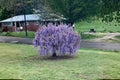 Purple Wisteria Live Plants – 12-18" Climbing Flowering Vine Wisteria sinensis for Gardens and Trellises