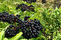 Elderberry Live Plants - 12-18" Bare Root Sambucus Berry Shrub for Garden, Landscape & Edible Gardens