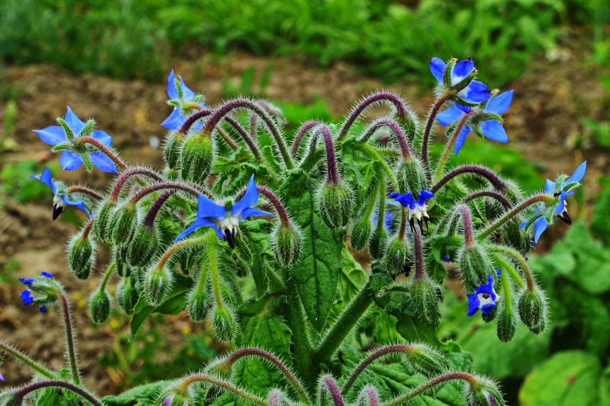 Heirloom Borage Seeds - Edible Blue Flowers, Culinary Herb, Pollinator Friendly Plant - Borago officinalis