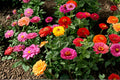 200+ California Giant Zinnia Seeds Mixed Colors, Heirloom Flower Seeds for Garden, Bright Summer Blooms, Cut Flowers, Easy Grow Annuals