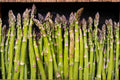 Heirloom Organic Asparagus Seeds UC72 Mary’s Granddaughter Perennial Vegetable Non-GMO
