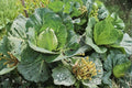 Heirloom Cabbage Seeds, Early Jersey Wakefield, Non-GMO, High Yield, Compact Head, Brassica oleracea