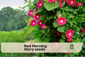 Red Morning Glory Seeds – Climbing Flower Vine, Ipomoea, Bright Red Blooms, Garden, Fence & Trellis Plant Seeds