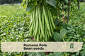 Romano Pole Bean Seeds, Climbing Vegetable Seeds for Home Gardens, Phaseolus vulgaris, Outdoor Planting