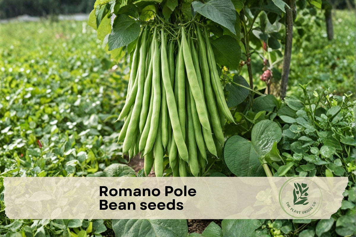 Romano Pole Bean Seeds, Climbing Vegetable Seeds for Home Gardens, Phaseolus vulgaris, Outdoor Planting