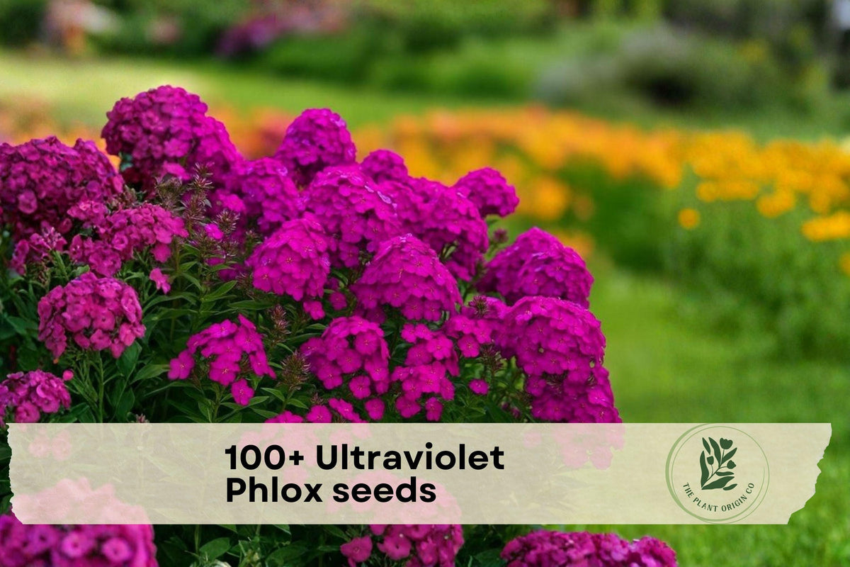 100+ Ultraviolet Phlox Seeds – Vibrant Purple Flowering Plant for Gardens, Borders & Pollinator Gardens, Phlox spp.