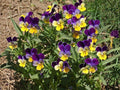 Johnny Jump Up Seeds - Heirloom Viola Tricolor Edible Flower Garden Planting, Non-GMO, Compact, Vibrant Purple, Yellow & White Blooms
