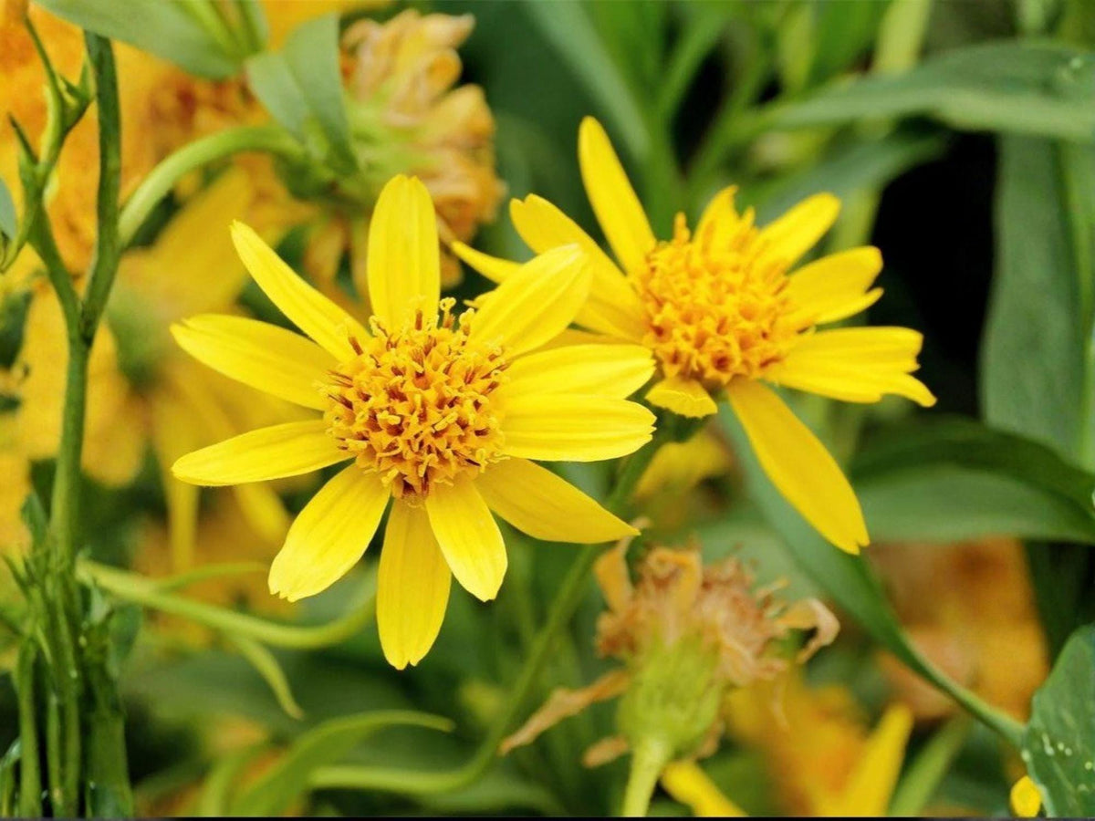 Arnica chamissonis Meadow Arnica Seeds – Heirloom Non-GMO Wildflower Garden Seeds for Native and Wildflower Gardens