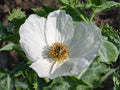 Prickly Poppy Seeds, Heirloom Non-GMO Wildflower Garden Planting, Argemone polyanthemos, 15 Seeds