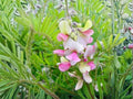 10 Tephrosia virginiana Goats Rue Seeds Native Heirloom Wildflower
